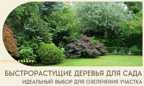 Быстрорастущие деревья для сада идеальный выбор в Наро-Фоминске