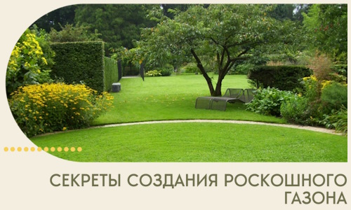 Секреты создания роскошного газона в Наро-Фоминске
